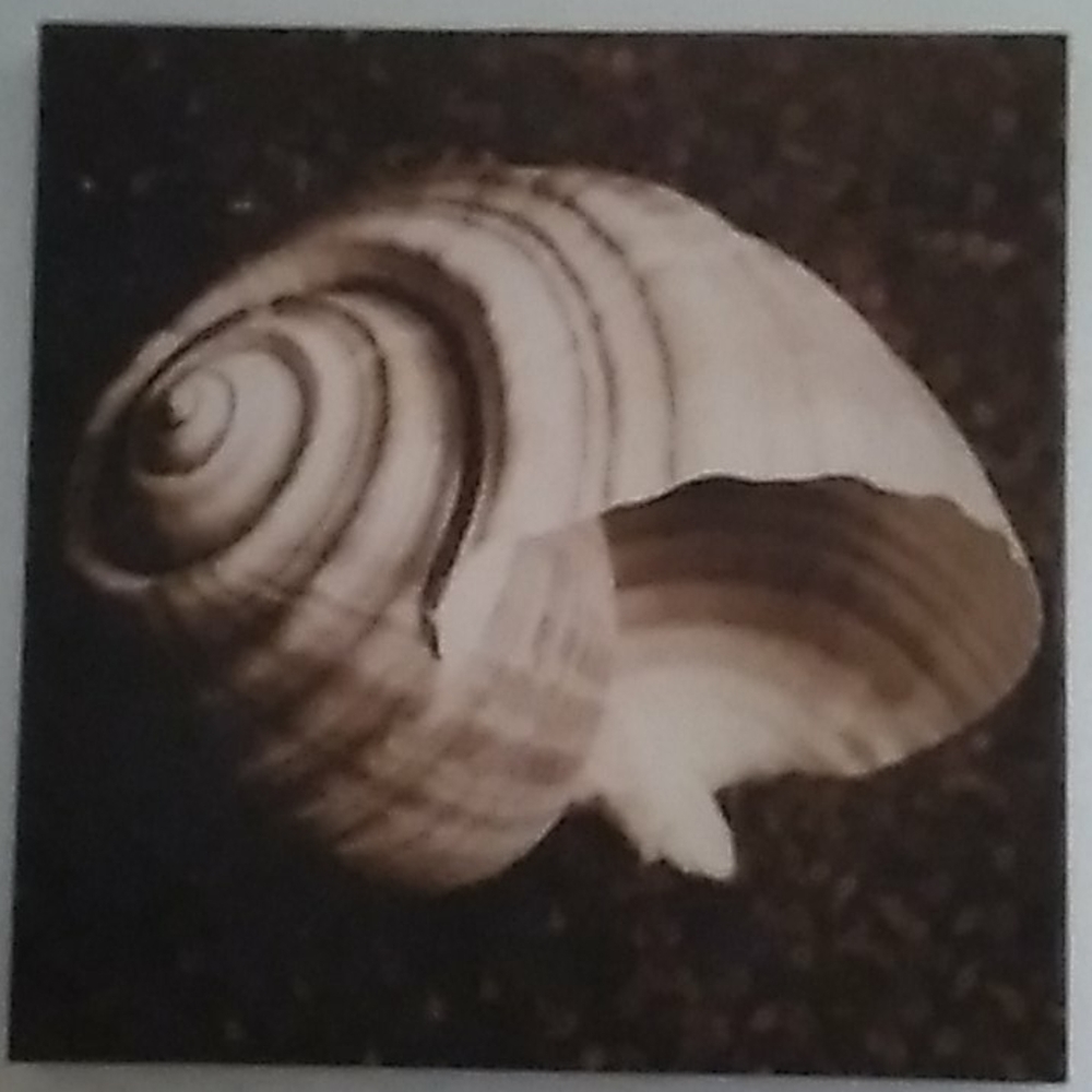 Canvas wall art of shell